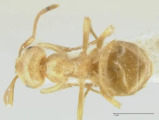 Lasius jensi - FOCOL1864