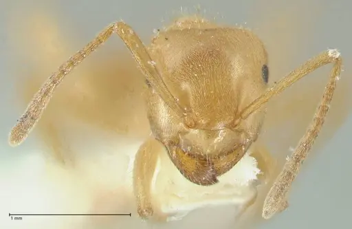 Lasius jensi - FOCOL1864