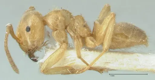 Lasius jensi - FOCOL1864