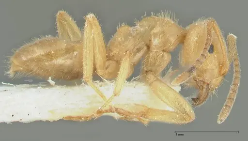 Lasius jensi - FOCOL1864