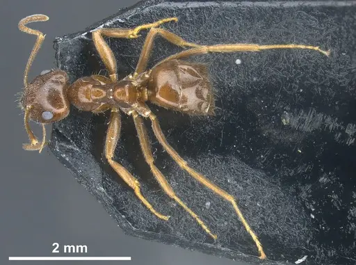 Lasius kabaki specimen