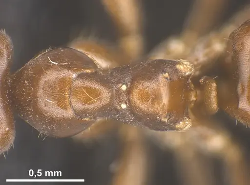 Lasius kabaki specimen