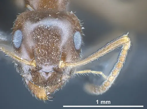 Lasius kabaki specimen