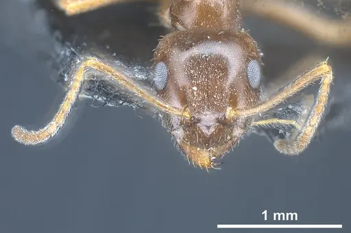 Lasius kabaki - ANTWEB1041444