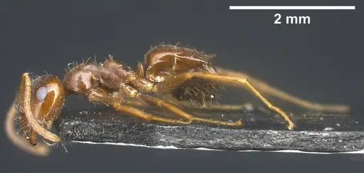 Lasius kabaki - ANTWEB1041444