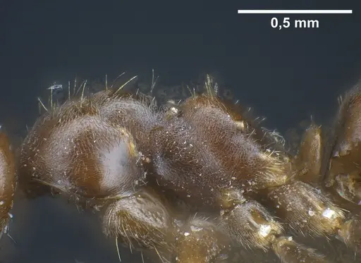 Lasius kabaki - ANTWEB1041444