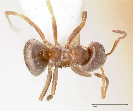 Lasius karpinisi specimen