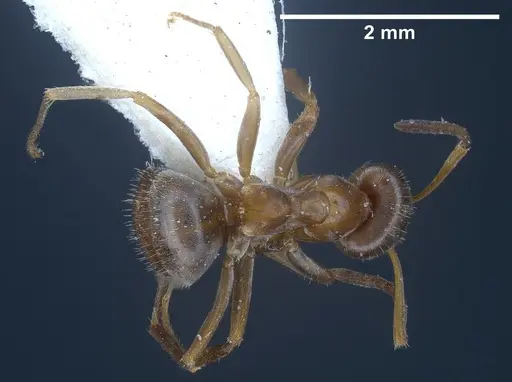 Lasius karpinisi specimen