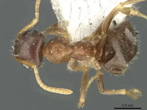Lasius koreanus specimen