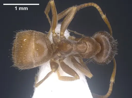 Lasius kritikos specimen