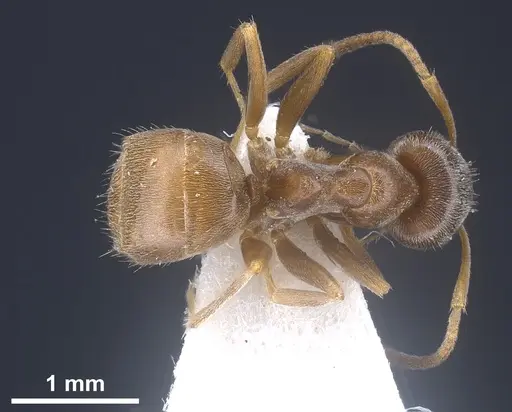 Lasius kritikos specimen