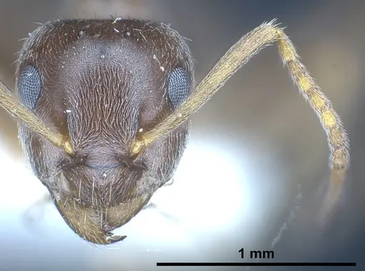 Lasius kritikos specimen
