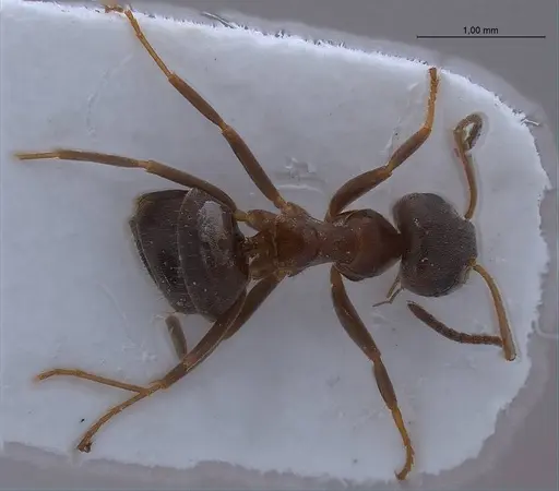 Lasius lasioides specimen