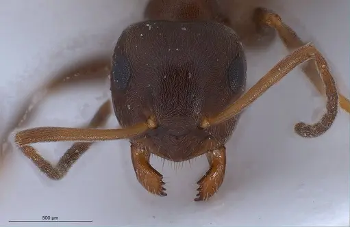 Lasius lasioides - ANTWEB1008431
