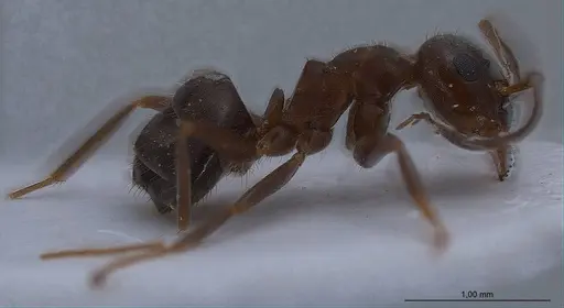 Lasius lasioides - ANTWEB1008431