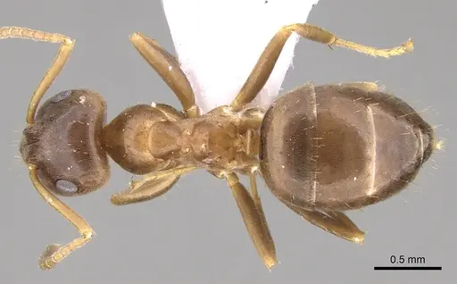 Lasius lasioides - CASENT0906077