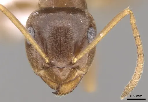 Lasius lasioides - CASENT0906077
