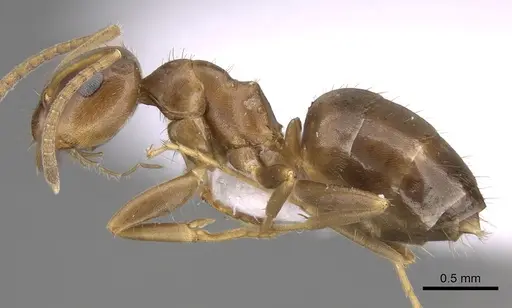 Lasius lasioides - CASENT0906077