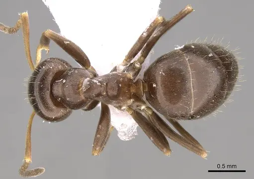 Lasius lasioides - CASENT0906078