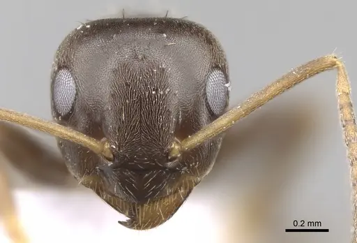 Lasius lasioides - CASENT0906078