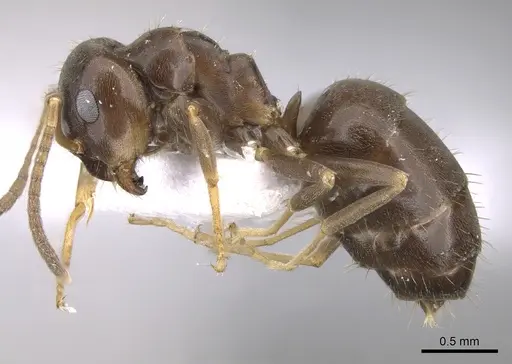 Lasius lasioides - CASENT0906078