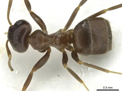 Lasius lasioides - CASENT0912293