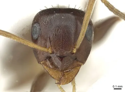 Lasius lasioides - CASENT0912293