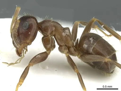 Lasius lasioides - CASENT0912293