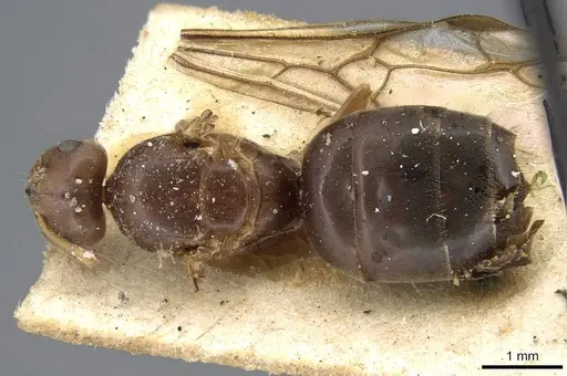 Lasius lasioides - CASENT0915590