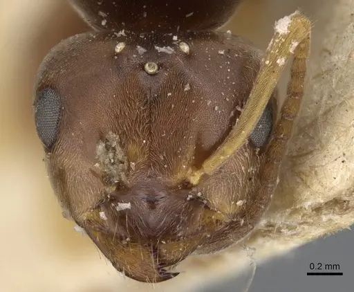Lasius lasioides - CASENT0915590