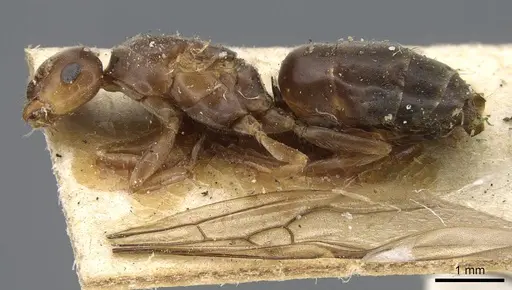 Lasius lasioides - CASENT0915590