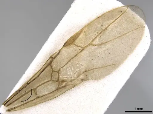 Lasius lasioides - CASENT0915590