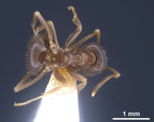 Lasius lawarai specimen
