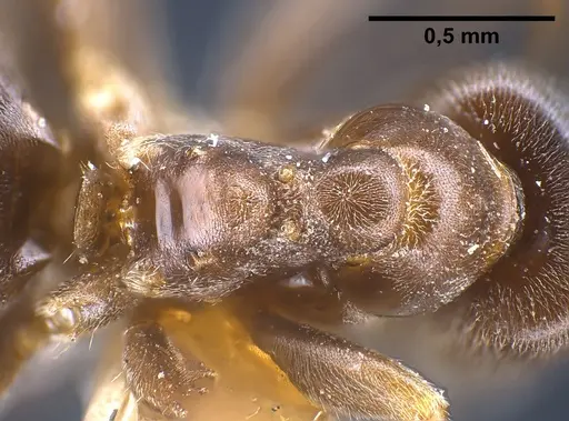 Lasius lawarai specimen