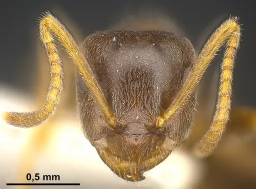Lasius lawarai specimen