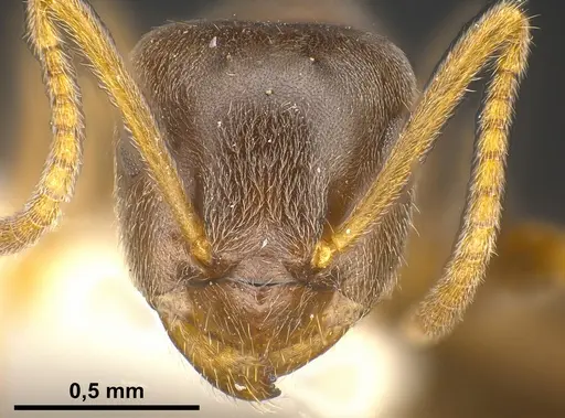 Lasius lawarai - ANTWEB1041271