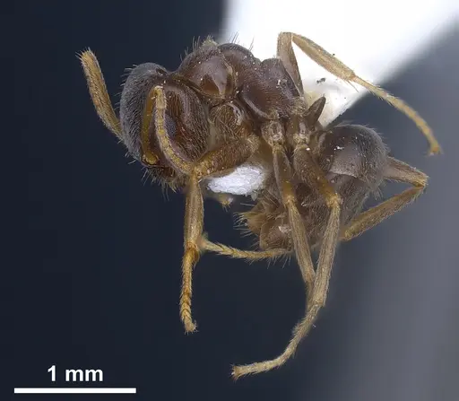 Lasius lawarai - ANTWEB1041271