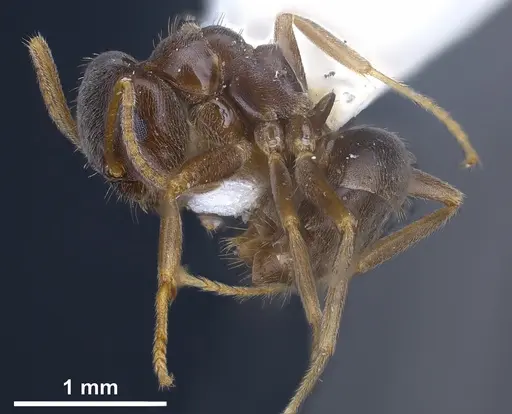 Lasius lawarai - ANTWEB1041271