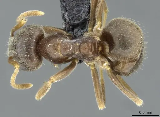Lasius lawarai - CASENT0911182
