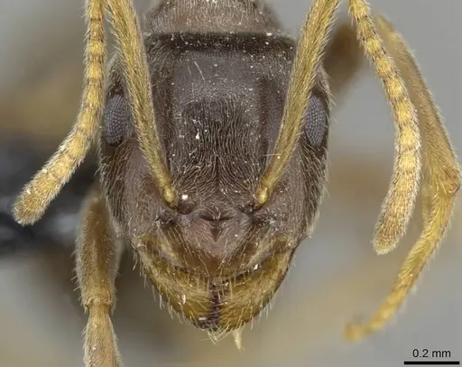 Lasius lawarai - CASENT0911182