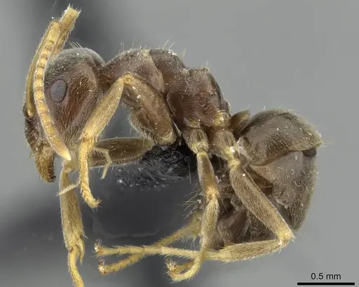 Lasius lawarai - CASENT0911182