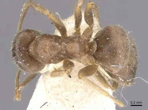 Lasius lawarai - CASENT0912289