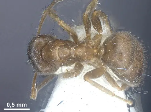 Lasius lawarai - CASENT0912289