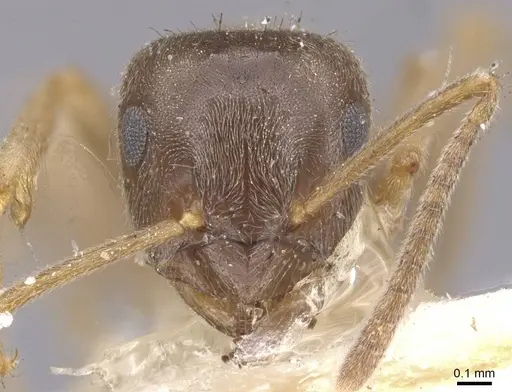 Lasius lawarai - CASENT0912289