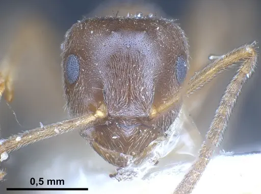 Lasius lawarai - CASENT0912289
