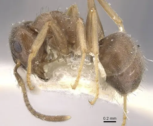 Lasius lawarai - CASENT0912289