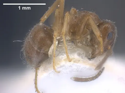 Lasius lawarai - CASENT0912289