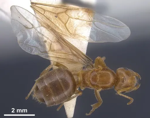 Lasius longiceps specimen