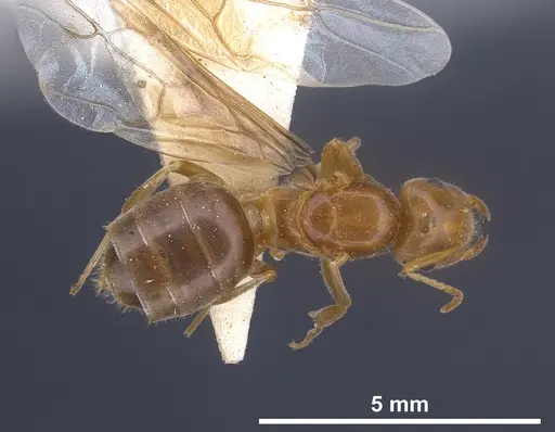 Lasius longiceps specimen