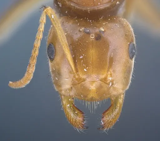 Lasius longiceps specimen
